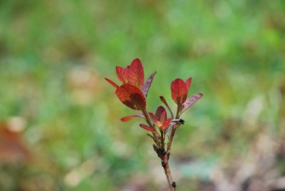 Cotinus coggygria 'Royal Purple' - ruj vlasatá 'Royal Purple' - jarní výhonky (2)